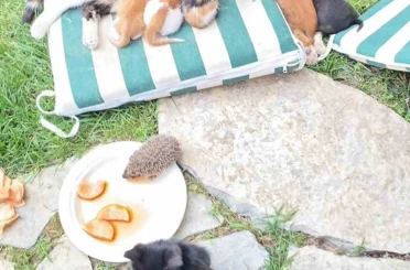 Kedi ve kirpilerin "süt kardeşliği" 