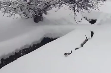 Kedilerin karda yürümeye çalıştığı anlar renkli görüntüler oluşturdu 