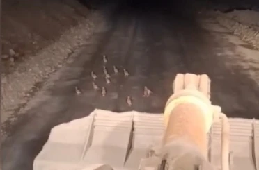 Keklik yavrularını fark edince çalışmasını durdurdu 