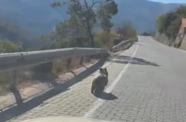 Kemaliye’de üniversite yolunda yavru ayı görüldü 