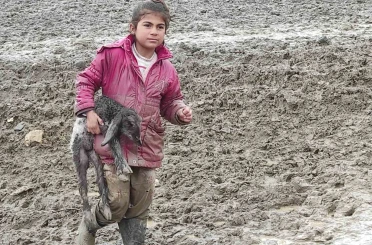 Kendisi küçük yüreği büyük: Minik Zeynep’in yeni doğan kuzuyu soğuktan korumak için gösterdiği çaba duygulandırdı 