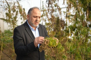 Kenevirden kauçuk, krem ve biyomalzeme: OMÜ’den çok yönlü kenevir çalışmaları 