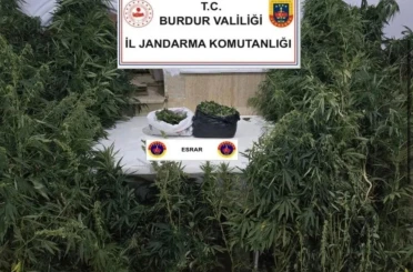 Kenevirleri sularken suçüstü yakalandı 