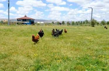 Keneyle mücadelede gezici tavuk kümesi uygulaması 