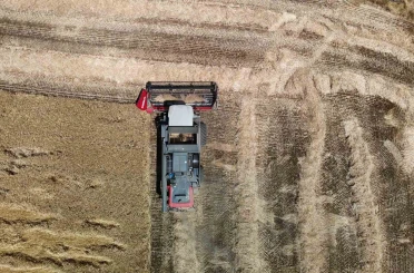 Keskinli çiftçisinin buğday sevinci 
