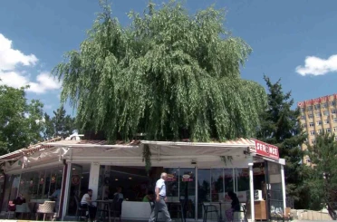 Kesmeye kıyamadığı salkım söğüdü, işletmenin simgesi oldu 