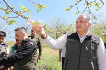 Kestane zararlısına karşı 2 bin 700 parazitoit böcek doğaya salındı 