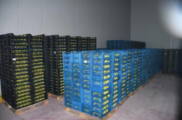 Kestel’e 400 milyon liralık dev meyve tesisi kuruluyor 