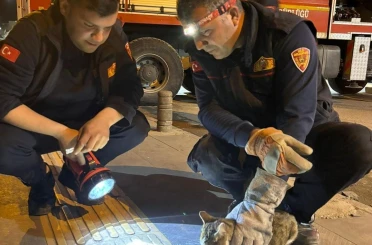 Kilis’te 3 gündür ağaçta mahsur kalan kedi kurtarıldı 
