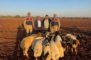 Kilis’te kaybolan 19 küçükbaş hayvan jandarma tarafından bulundu 