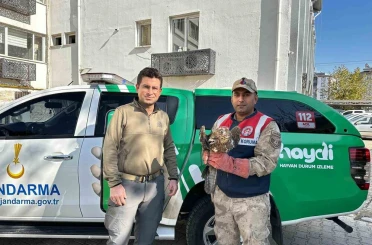 Kilis’te yaralı kızıl şahin koruma altına alındı 