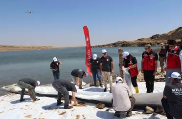 Kilis’teki göletlere 600 bin adet yavru balık bırakıldı
