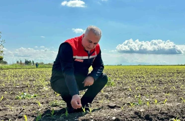 Kırıkhan’da mısır ekili alanlar incelendi 