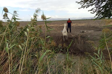 Kırıkhan’da sulama kanalına düşen eşeği itfaiye kurtardı 