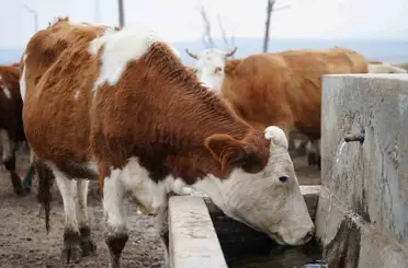 Kırıkkale’de şap hastalığı sebebiyle hayvan pazarı kapatıldı
