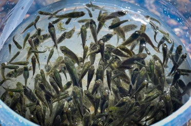 Kırklareli Barajı’na 450 bin yavru sazan bırakıldı 