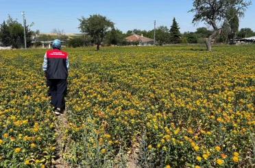 Kırklareli’nde aspir demonstrasyon alanlarında saha kontrolleri yapıldı 