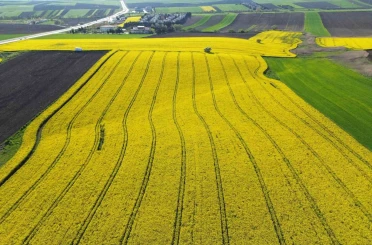 Kırklareli’nde kanola tarlaları sarıya büründü 