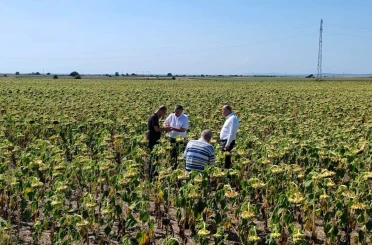 Kırklareli’nde yerli ve milli ayçiçeği tohumu ile anıza doğrudan ekim yöntemi denendi 