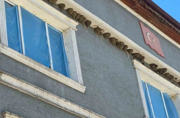 Kırlangıç yuvalarını bozmayıp pencereleri naylonla kapladılar 