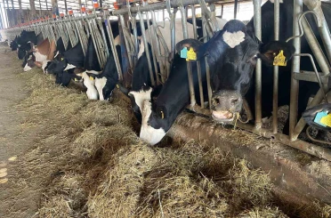 Kırmızı et fiyatlarının ateşi düştü 