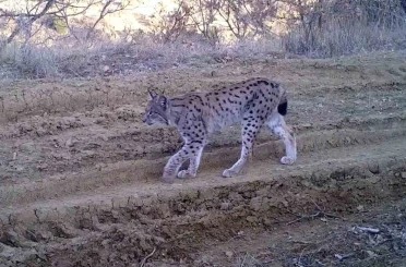 Kırmızı listedeki ormanın hayaleti vaşak fotokapana takıldı 