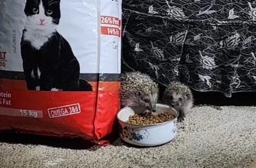 Kirpi ailesi kedilere bırakılan mamaya ortak oldu 