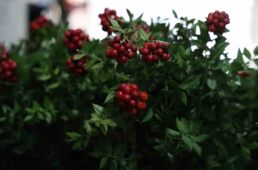 Kırşehir’de aralık ayının en çok tercih edilen çiçeği kokina oldu 