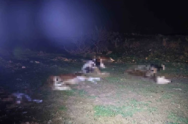 Kırşehir’de bulunan 13 cansız hayvan jandarmayı harekete geçirdi 