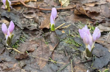 Kış şartlarının devam ettiği Şırnak’ta çiçekler açtı 