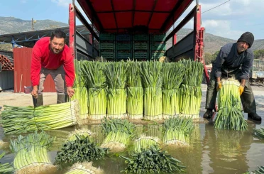 Kış sebzesi pırasada hasat heyecanı 