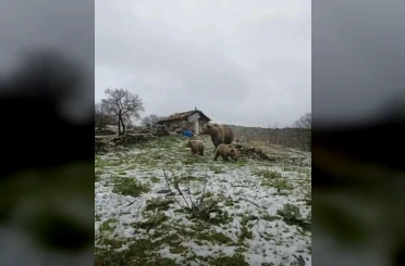 Kış uykusundan uyanan anne ayı yavruları ile yaylaya indi 