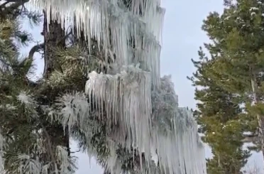 Kışın çetin şartları doğada şölen sundu 
