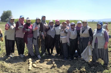 Kışlık patates hasadı başladı, rekolte üreticilerin yüzünü güldürdü 