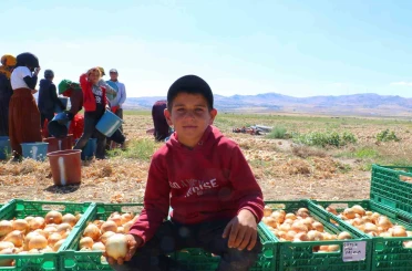 Kışlık soğanın ilk hasadı başladı 