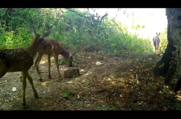 Kızıl geyikler, annelerinin izinde... 