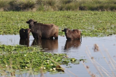 Kızılırmak Deltası’nda manda yetiştiriciliği markalaşarak geleceğe taşınıyor 