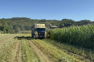 Kocaeli tarımında çift hasat dönemi
