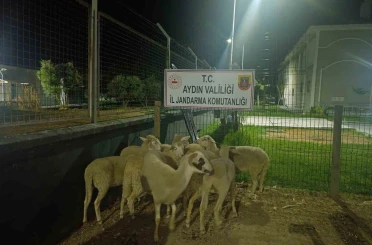 Koçarlı’da 15 koyun evin bahçesinden çalındı 