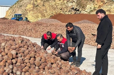 Koçarlı’da Çam Fıstığı işleme tesisindeki çalışmalar yerinde incelendi 