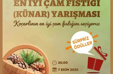 Koçarlı’da çam fıstığının en iyisi seçilecek 