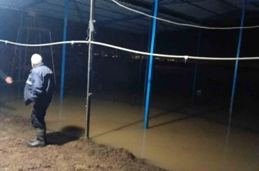 Koçarlı’da su baskını sonrası hayvan tahliyesi sürüyor 