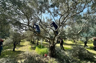 Koçarlılı üreticilere uygulamalı budama eğitimi 