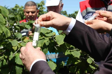Kokarcanın sonunu samuray arısı getirecek: 1,65 milyonluk biyolojik savaş 