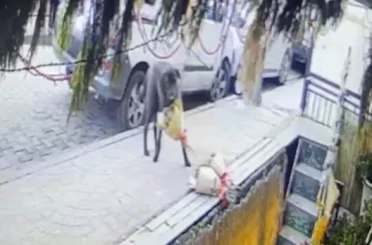 Kokina hırsızı sevimli köpek kameraya yakalandı 