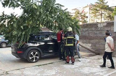 Kökü duvarın altında olan ağaç aracın üzerine devrildi 