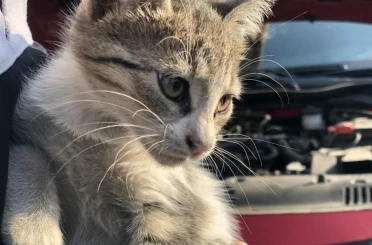 ‘Kontağı çevirmeden kaputa vurun’ uyarısı 