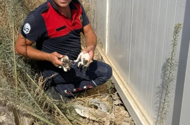 Konteynerin altında mahsur kalan kedileri itfaiye kurtardı 