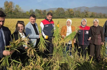 Konuralp pirincinde "damlama sulama" bereketi 