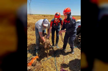 Konya’da ekin tarlası çöktü, koyunlar içine düştü
